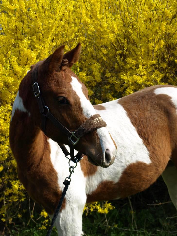 Paint Im a big Investment/Hope - - 1. december 08 billede 1