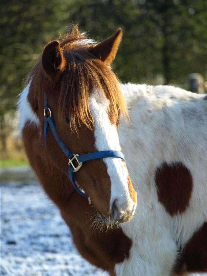 Paint Im a big Investment/Hope - - 2. Uhm sne :) Februar 09 billede 2