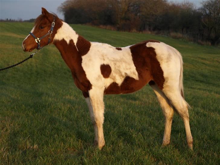 Paint Im a big Investment/Hope - - 3. December 08 billede 3