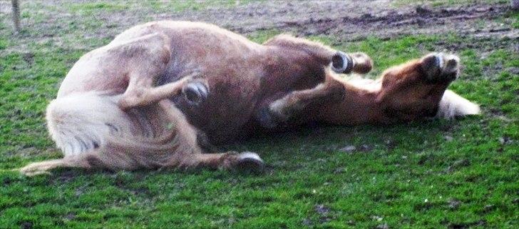 Islænder Storgaardens Glama - uhhh, det var lige der det kløede <3 billede 14