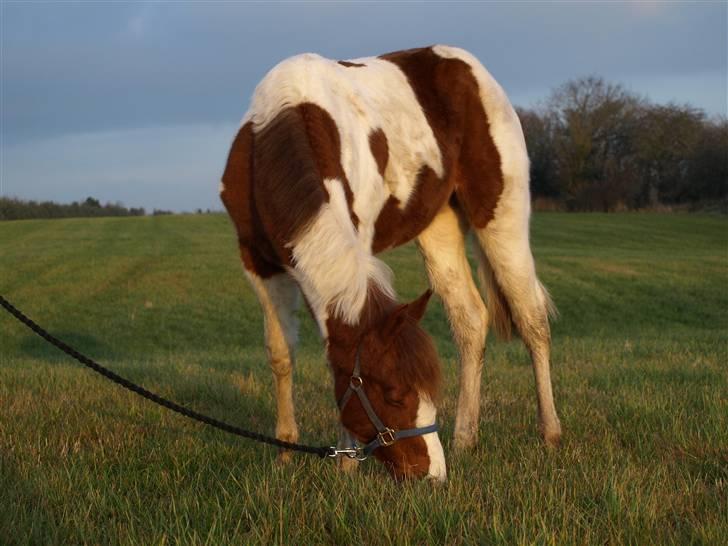 Paint Im a big Investment/Hope - - 5. December 08 billede 4