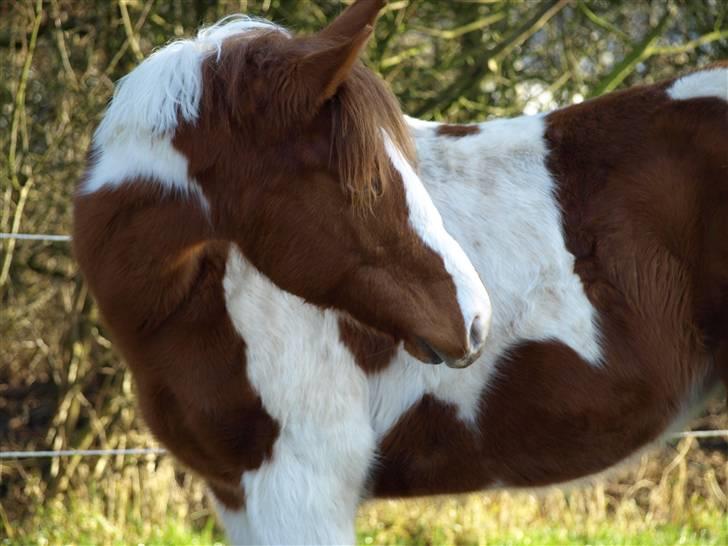 Paint Im a big Investment/Hope - - 6. Januar 09 billede 5