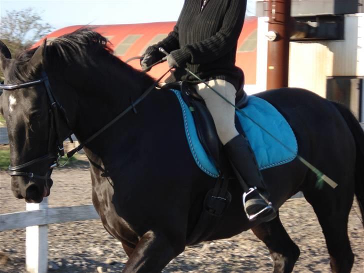 Dansk Varmblod Snow Bird SOLGT - 14. Oktober 2008 billede 10