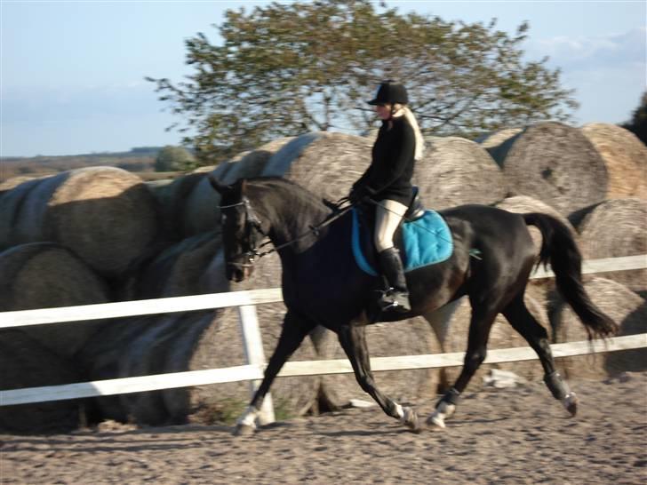 Dansk Varmblod Snow Bird SOLGT - 14. Oktober 2008 billede 11