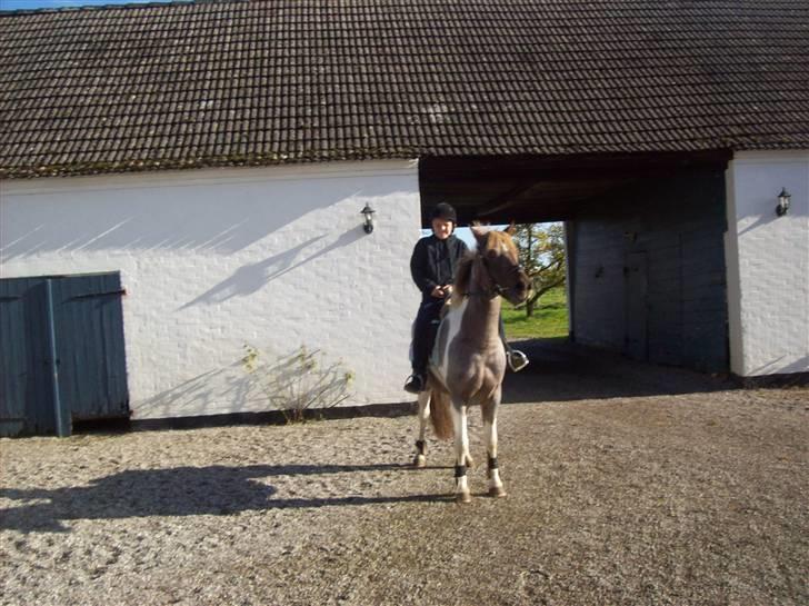 Anden særlig race Silwester R.I.P billede 14