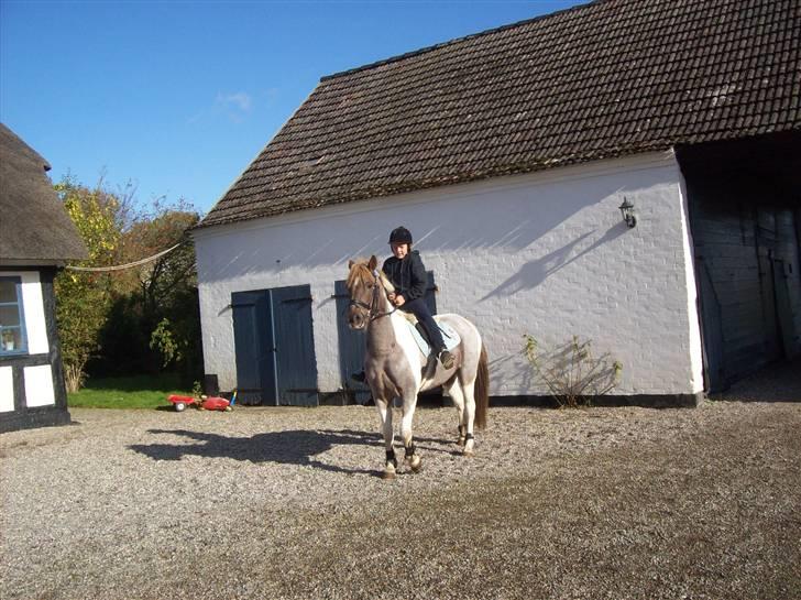 Anden særlig race Silwester R.I.P billede 15