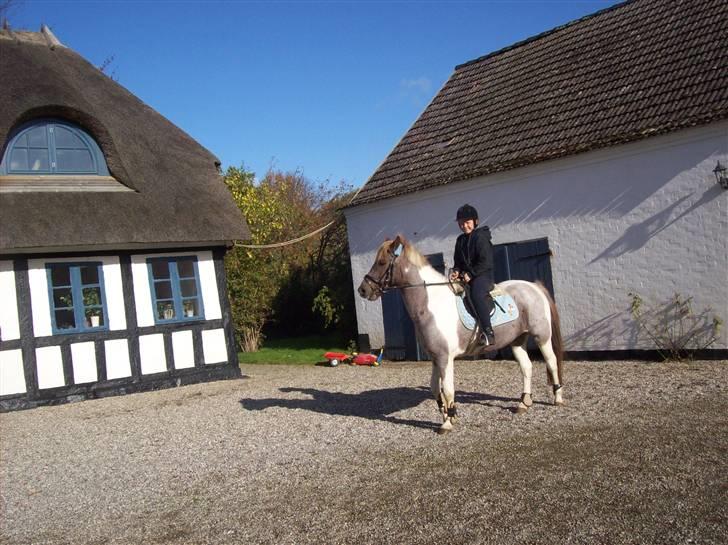 Anden særlig race Silwester R.I.P billede 16