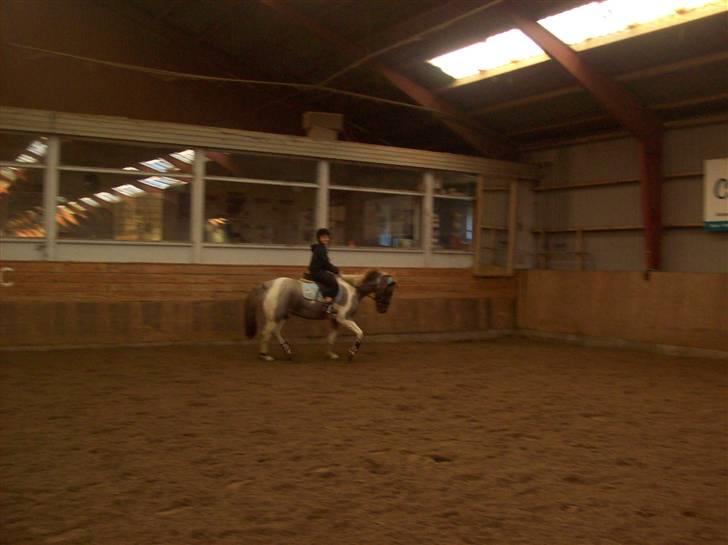 Anden særlig race Silwester R.I.P billede 17