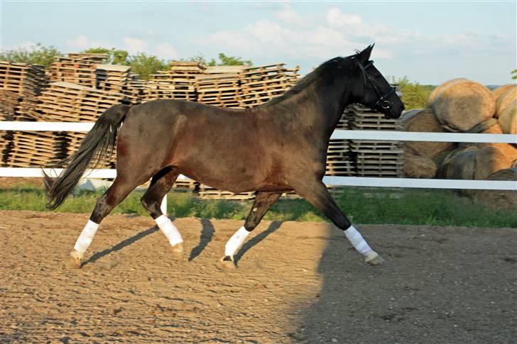 Dansk Varmblod Snow Bird SOLGT - 20/05-09. Løs på ridebanen billede 12