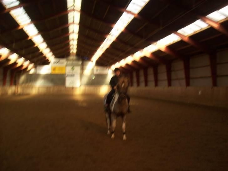 Anden særlig race Silwester R.I.P billede 18