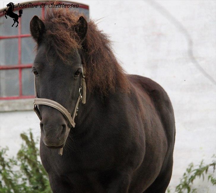 Shetlænder Ørsteds Nikoline - Søde pony. billede 14