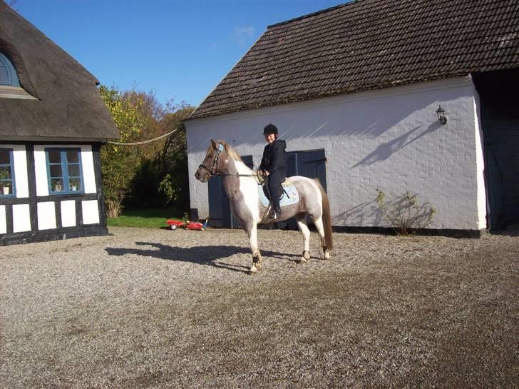 Anden særlig race Silwester R.I.P billede 19