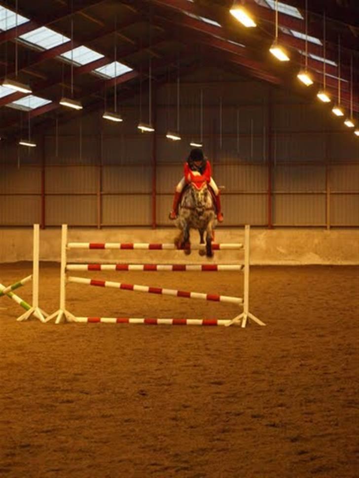 Knabstrupper Abigail af Snevren   - Velkommen til Abigail af Snevren`s profil ! ;D   billed- 140cm højdespring 1plads <3 billede 1