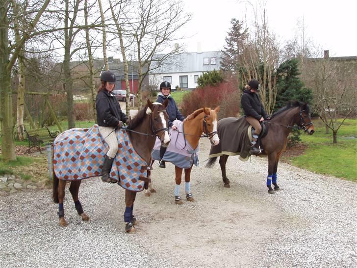 Anden særlig race Pronto- Solgt ! :) billede 9