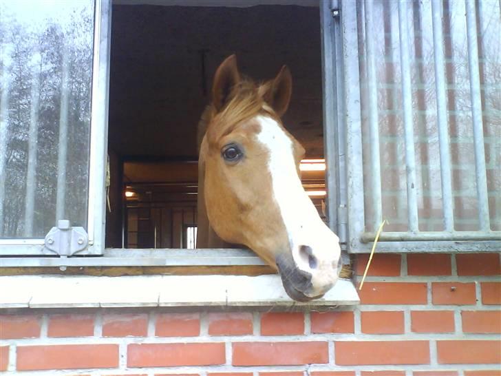 Anden særlig race Pronto- Solgt ! :) billede 10