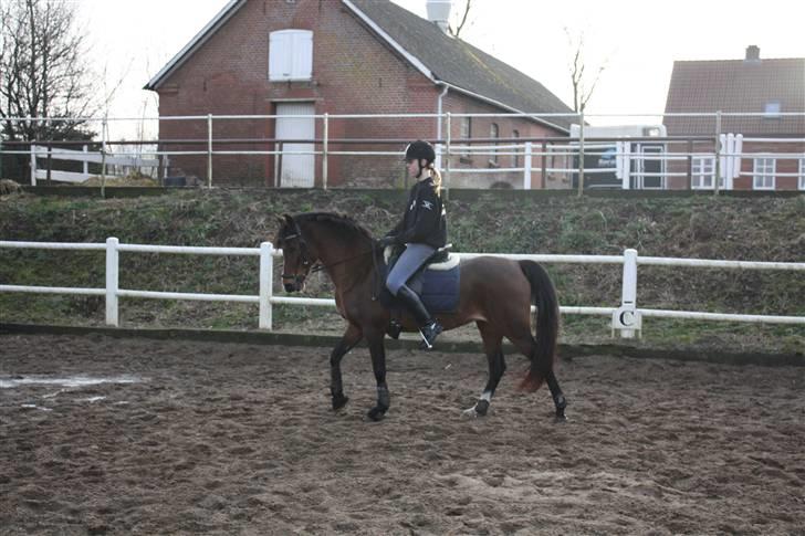 Anden særlig race Topaze's Almira Dream<3 - *NYT* Almira Skridter billede 10