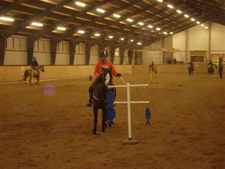 Gotlandsruss Alexa (Gammel låner) - D. 21/11-08 PONYGAMES TRÆNING FISKESTANGSLEG Foto: Far billede 8