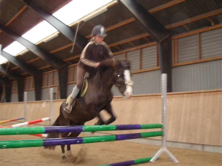 Gotlandsruss Alexa (Gammel låner) - D. 23/11-08 Foto: Far Springer ca. 70-75 cm.. ILU! billede 9