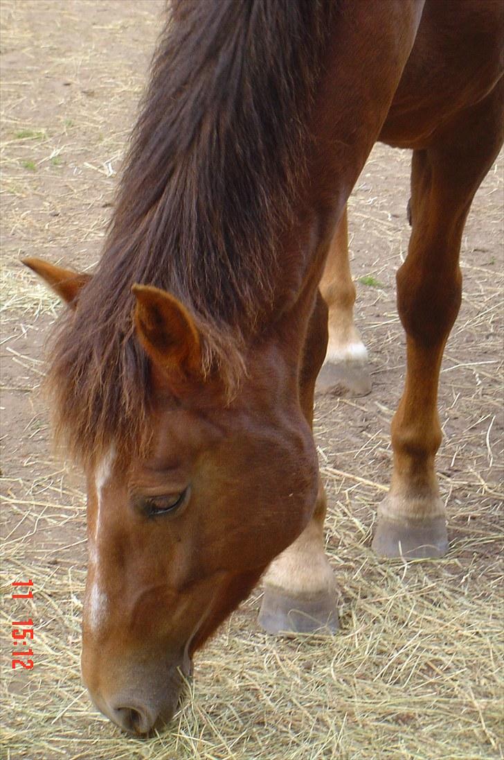 New Forest Roløkke Alpe - min dejlige pony alpe <3 billede 1