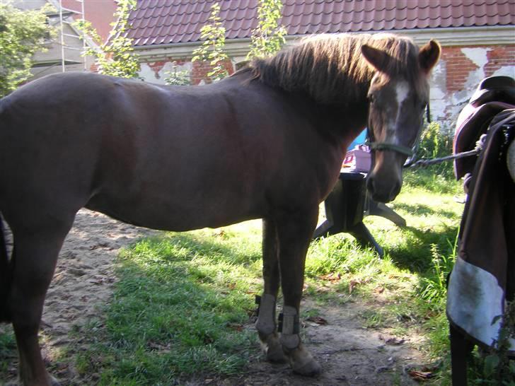 New Forest Roløkke Alpe - min dejlige pony alpe <3 billede 2