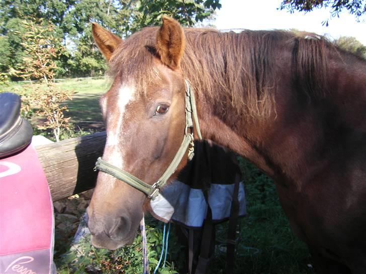 New Forest Roløkke Alpe - min dejlige pony alpe <3 billede 3