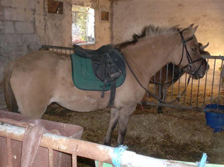 Anden særlig race MIsti "død" billede 19