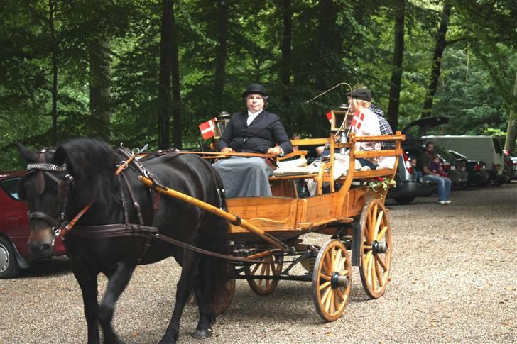 Norsk Døle Vedel´s Linsi - Min egen Linsi var for hestevognen, til vores bryllup i 2008. billede 7