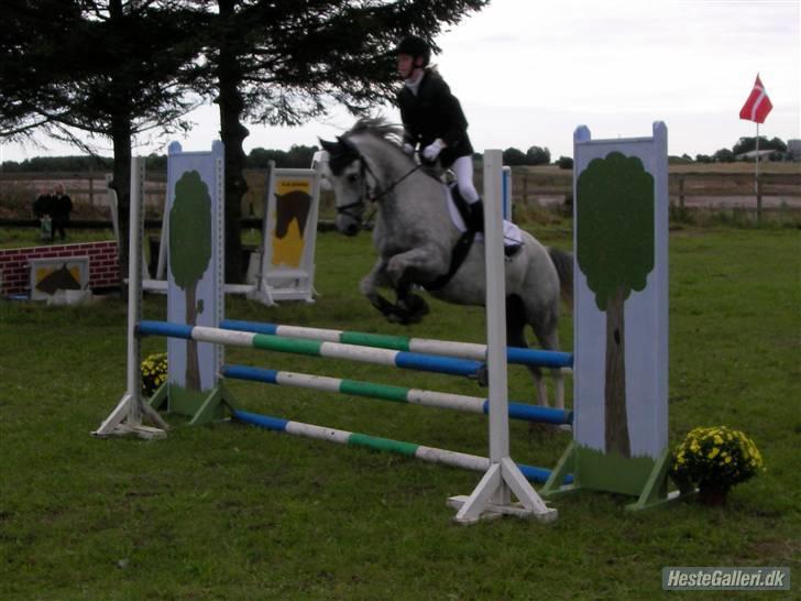 Welsh Partbred (Sec F) Lyngvejens Kenzo - Kenzo til sit sidste springstævne med sin ejer Natascha billede 3