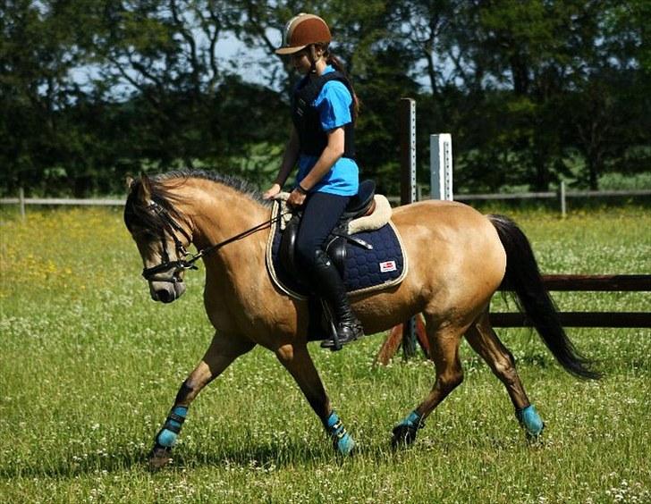 Anden særlig race Shanon B-pony - opvarming til spring træning billede 3