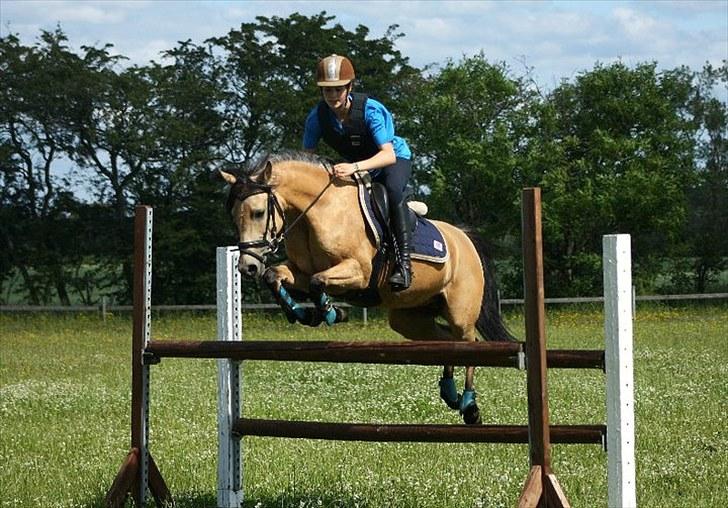 Anden særlig race Shanon B-pony - SHP-foto Shanon 115 cm 4 Juli 2010 billede 4