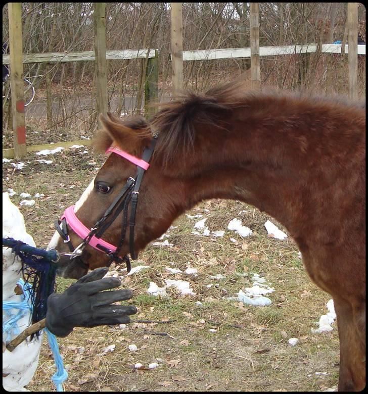 Anden særlig race Magnifique <3 SOLGT! - uuuf , man kan tydeligt se araberen i hende ;-) billede 1