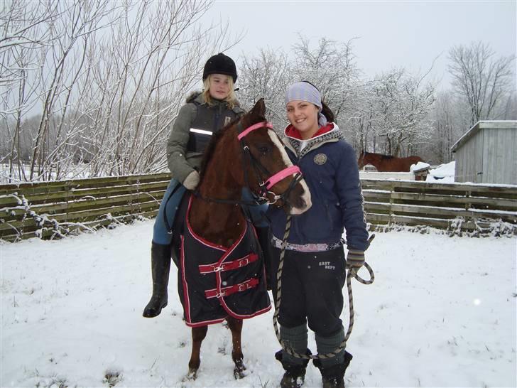 Anden særlig race Magnifique <3 SOLGT! - 3. gang med rytter billede 2