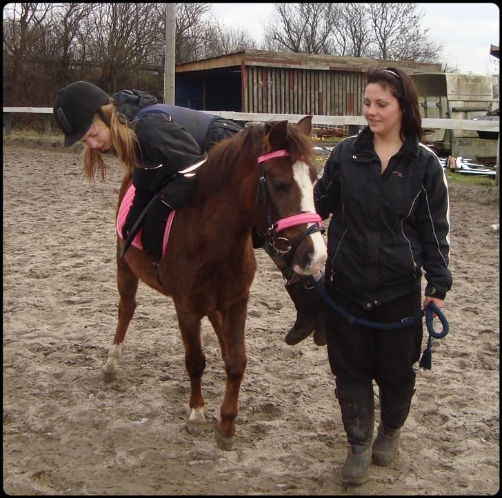 Anden særlig race Magnifique <3 SOLGT! - første gang med rytter liggende på ryggen :-) hun tog det så flot :-) billede 3