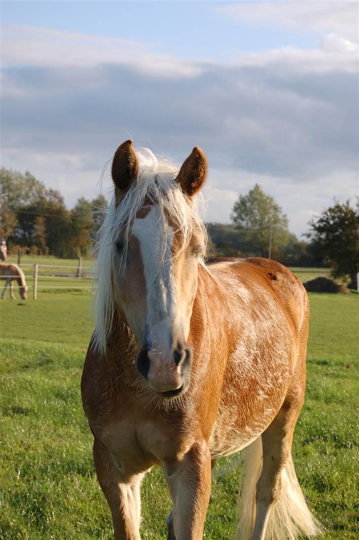 Haflinger Alsace  - 14.10.08 billede 10