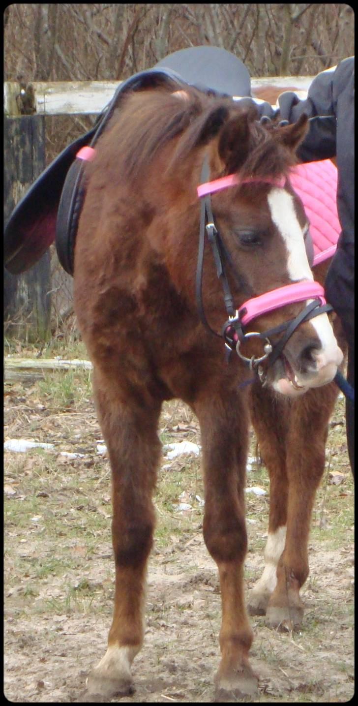 Anden særlig race Magnifique <3 SOLGT! - så flot :-) billede 7