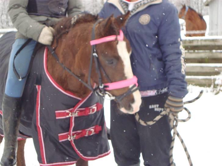 Anden særlig race Magnifique <3 SOLGT! - 3. gang med rytter billede 8