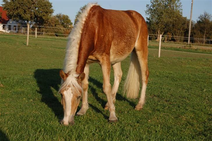 Haflinger Alsace  - 14.10.08 billede 11