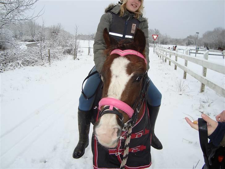 Anden særlig race Magnifique <3 SOLGT! - 3.gang med rytter billede 9