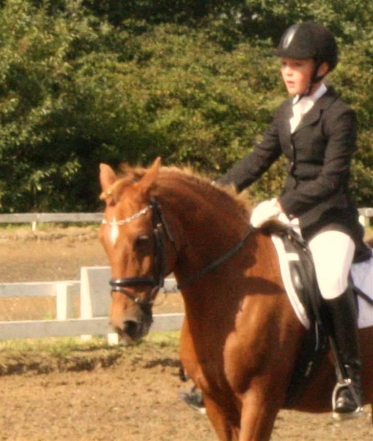 Anden særlig race rabella *solgt* - i blåvandshuk billede 5