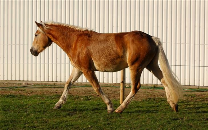 Haflinger Alsace  - 14.10.08 billede 12