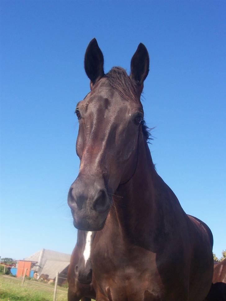 Dansk Varmblod Grusgård's EL Diablo billede 1