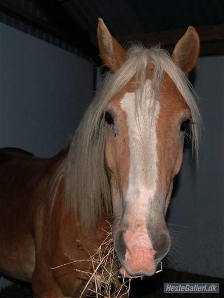 Haflinger Alsace  - 14.10.08 billede 13