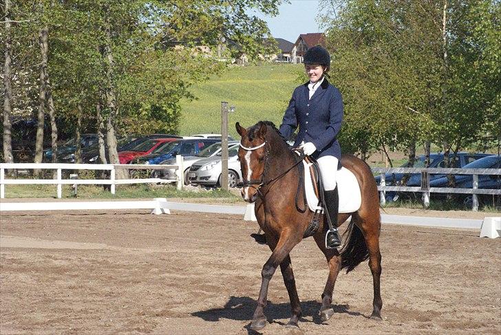 DSP Røgild`s Bastian solgt - til stævne med minibasse  billede 12