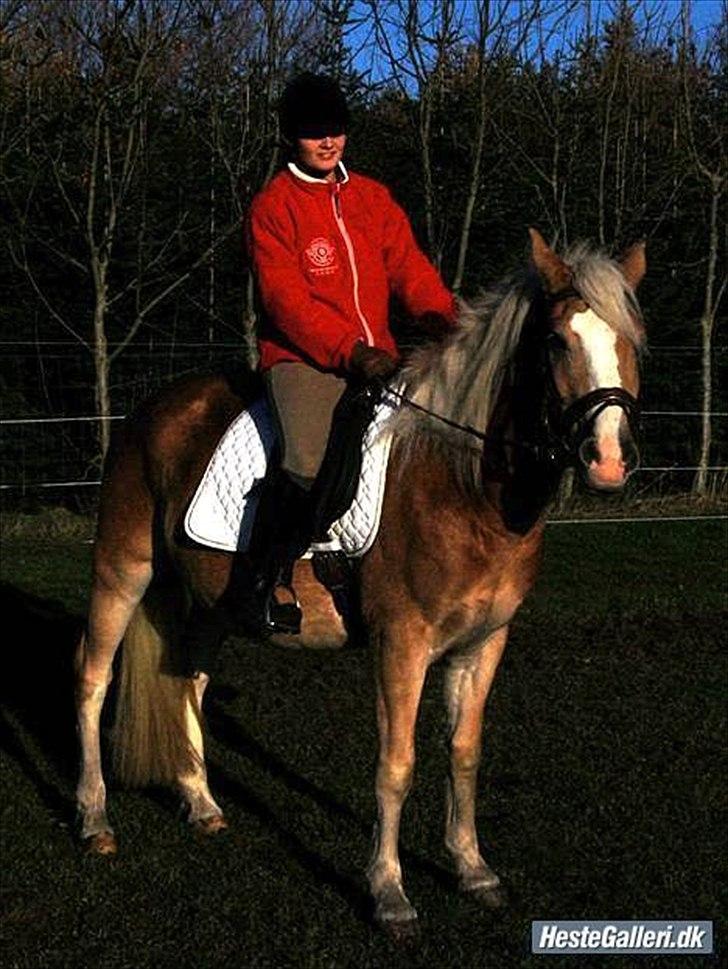 Haflinger Alsace  - 14.10.08 billede 14