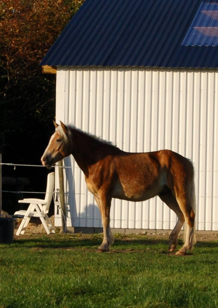 Haflinger Alsace  - 14.10.08 billede 15
