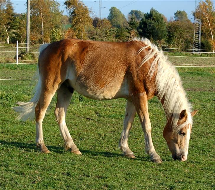 Haflinger Alsace  - 14.10.08 billede 16
