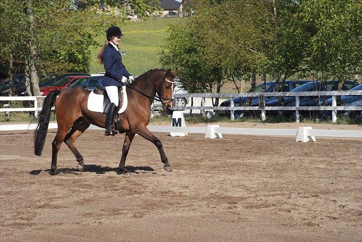 DSP Røgild`s Bastian solgt - til bastians første stævne mig og ham  billede 15