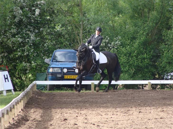 Dansk Varmblod Grusgård's EL Diablo billede 2