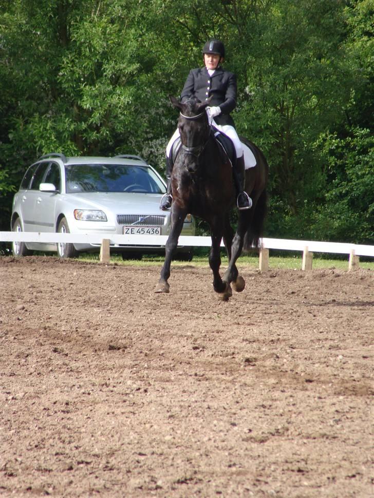 Dansk Varmblod Grusgård's EL Diablo billede 3