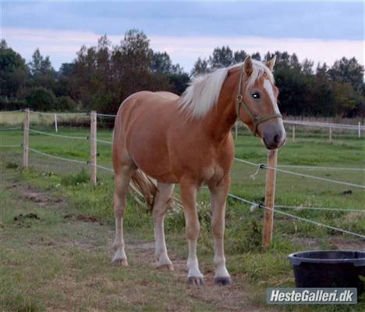 Haflinger Stabejs  billede 12